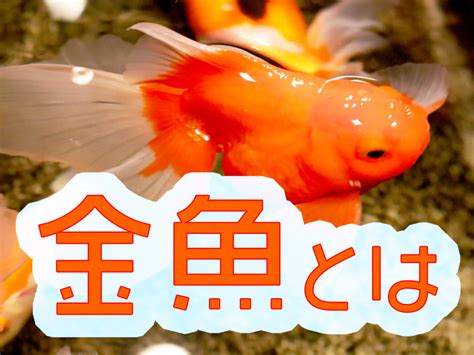 金魚金魚|金魚とは｜特徴・生態・種類・餌・寿命などを紹介、奥深い観賞 